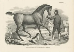 Schinz, Mecklenburger Horse, 1827, Print