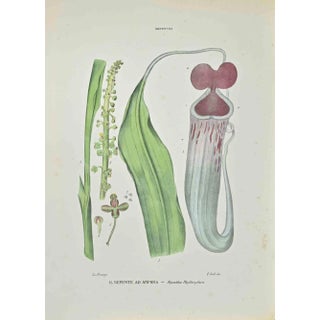 Vincenzo Tenore, Nepenthe in Amphora, Lithograph, 1870s For Sale