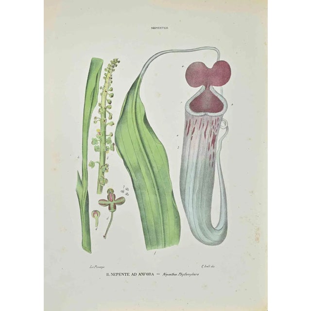Vincenzo Tenore, Nepenthe in Amphora, Lithograph, 1870s For Sale