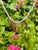 Victorian 20.5ct Carved Ruby & 6.25ct Diamond Cluster Drop Necklace in 18k Gold For Sale In New York - Image 6 of 13