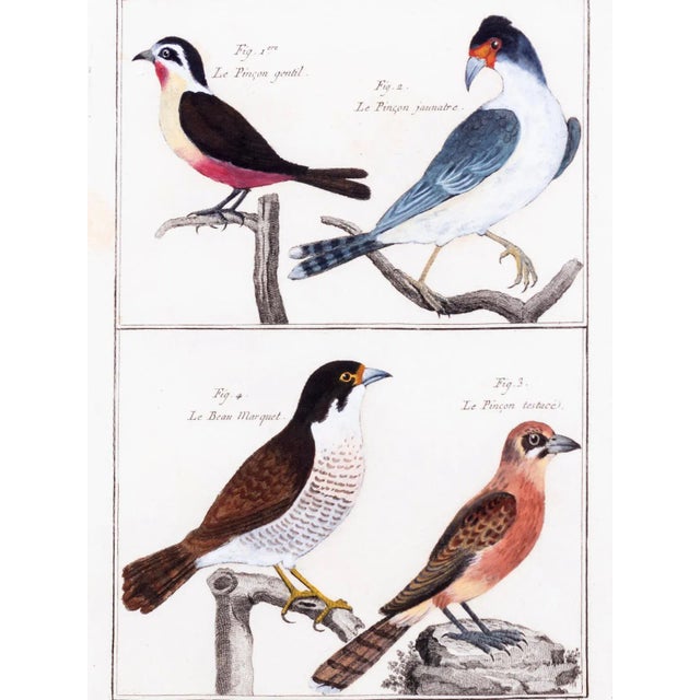 Traditional Large Picture Containing Six Different Engravings of Grouping of Birds by Georges-Louis Leclerc For Sale - Image 3 of 6