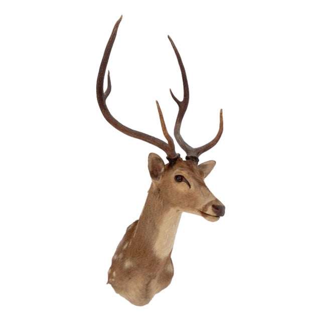 White-Tailed Deer Trophy For Sale