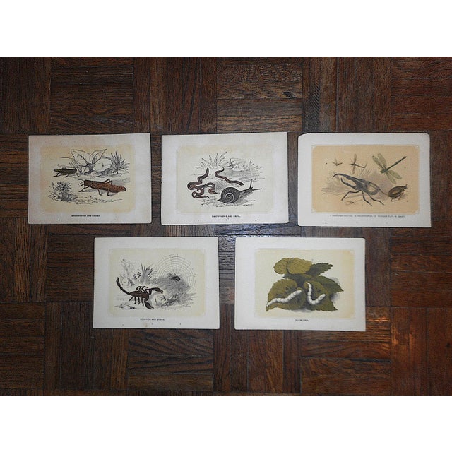 Printmaking Materials Antique 19th Century Lithographs - Insects - Set of 5 For Sale - Image 7 of 7