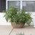 Farmhouse Artifacts Rattan Round Belly Planter with Black Plastic Insert, Natural, 28.50" For Sale - Image 3 of 12