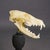 Antique Real Skull of a Red Fox, Germany ca. 1900s An antique taxidermied skull of the red fox (Vulpes) mounted on an...