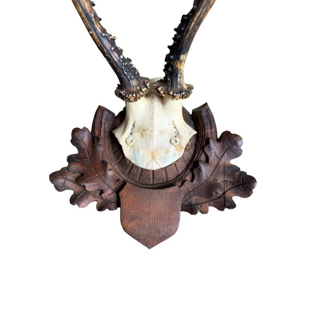 Roe Deer Trophy 220 Black Forest Antlers Mount For Sale - Image 4 of 5