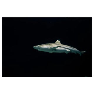 Ruijie Shao / Eyeem, Close-Up of Shark Swimming Undersea, Photographic Paper For Sale