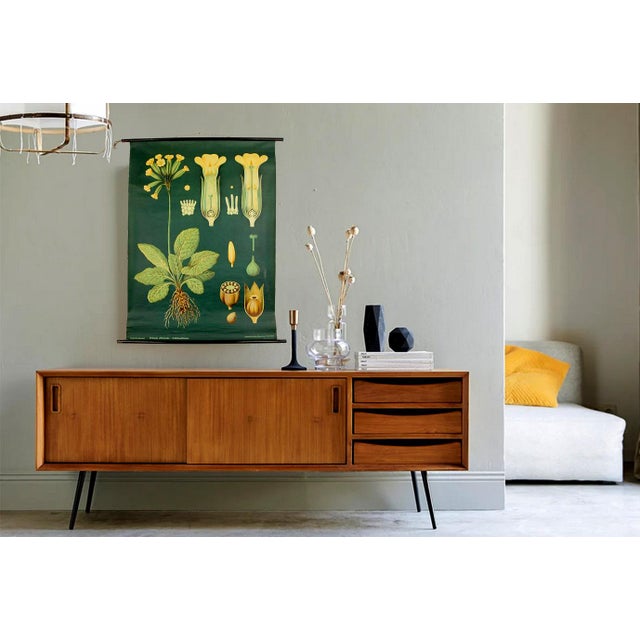 Vintage pull down botanical print chart, This illustration itself was created by painter and biology professor Gottlieb...