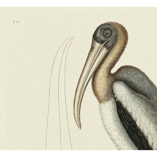 This is a special-edition print of the Red Curlew (Plate 81) from Volume I of The Natural History of Carolina, Florida,...
