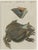 Paper Antique South American Horned Frog, 1798 For Sale - Image 7 of 10