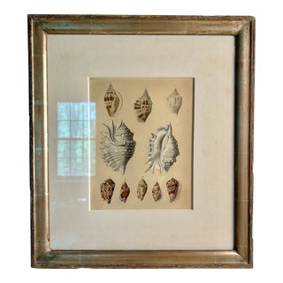 Antique 19th Century Seashell Original Print For Sale
