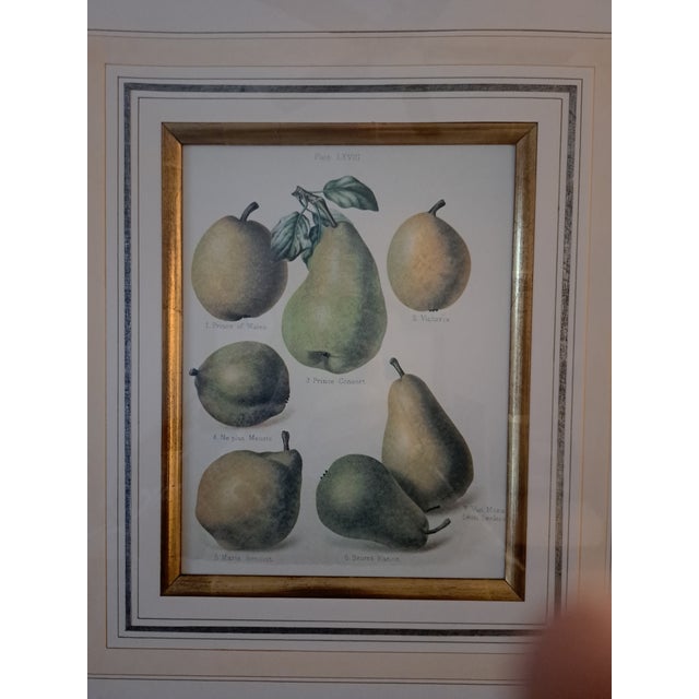 Bountiful Fruit - 4 Prints Mounted and Framed For Sale In Boston - Image 6 of 12
