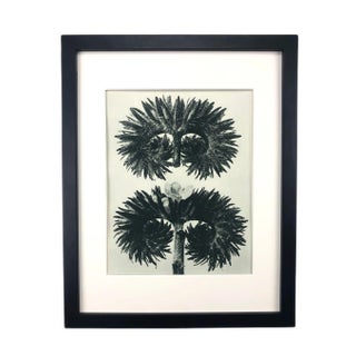 Framed Antique Photogravure Blossfeldt Botanical Print - No. 90 For Sale