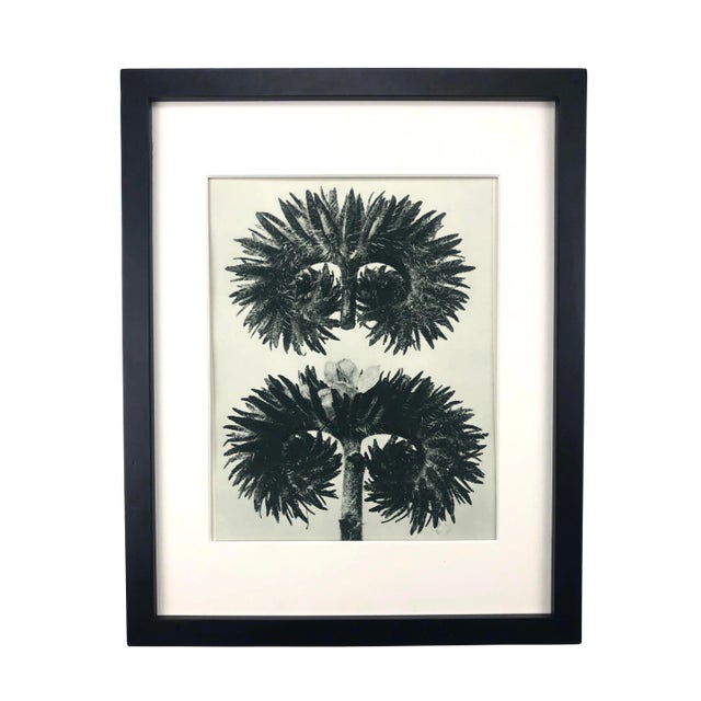 Framed Antique Photogravure Blossfeldt Botanical Print - No. 90 For Sale