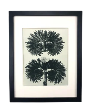Framed Antique Photogravure Blossfeldt Botanical Print - No. 90
