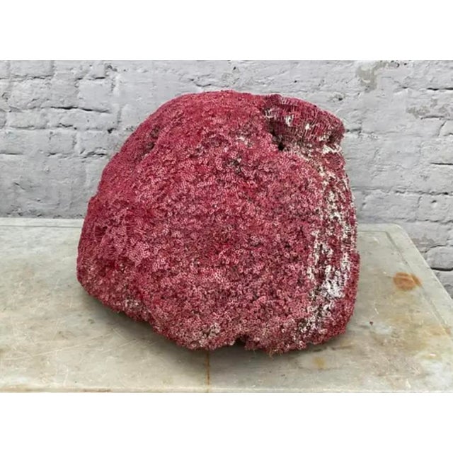 Shell Very Large Red Coral Specimen #3 For Sale - Image 7 of 10