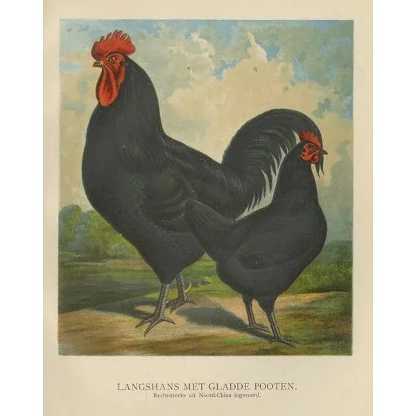 Volschau, Langshan Poultry, 1888, Lithograph For Sale - Image 6 of 10