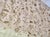 Garden Party Embroidered Floral Decorative Throw Shawl For Sale - Image 10 of 11
