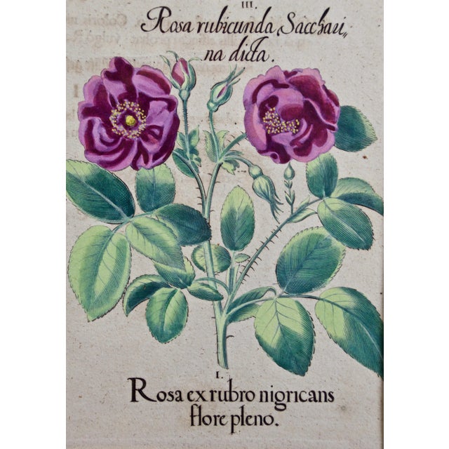 Realism Red Roses, "Rosa Ex Rubro": A 17th C. Hand-Colored Botanical Engraving by Basilius Besler Besler, 1613 For Sale - Image 3 of 5