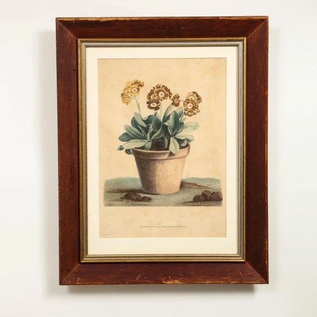 Early 19th Century Potted Auricula Engraving by Jean-Louis Prévost in Pine Frame For Sale - Image 10 of 10