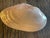 Large clam sea shell polished and decorated with turbo sea shells vide poche dish.