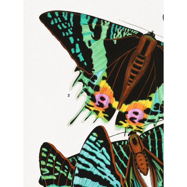 Striking butterfly illustration reproduced from a 1925 plate by E. A. Séguy, renowned for his masterful fusion of...