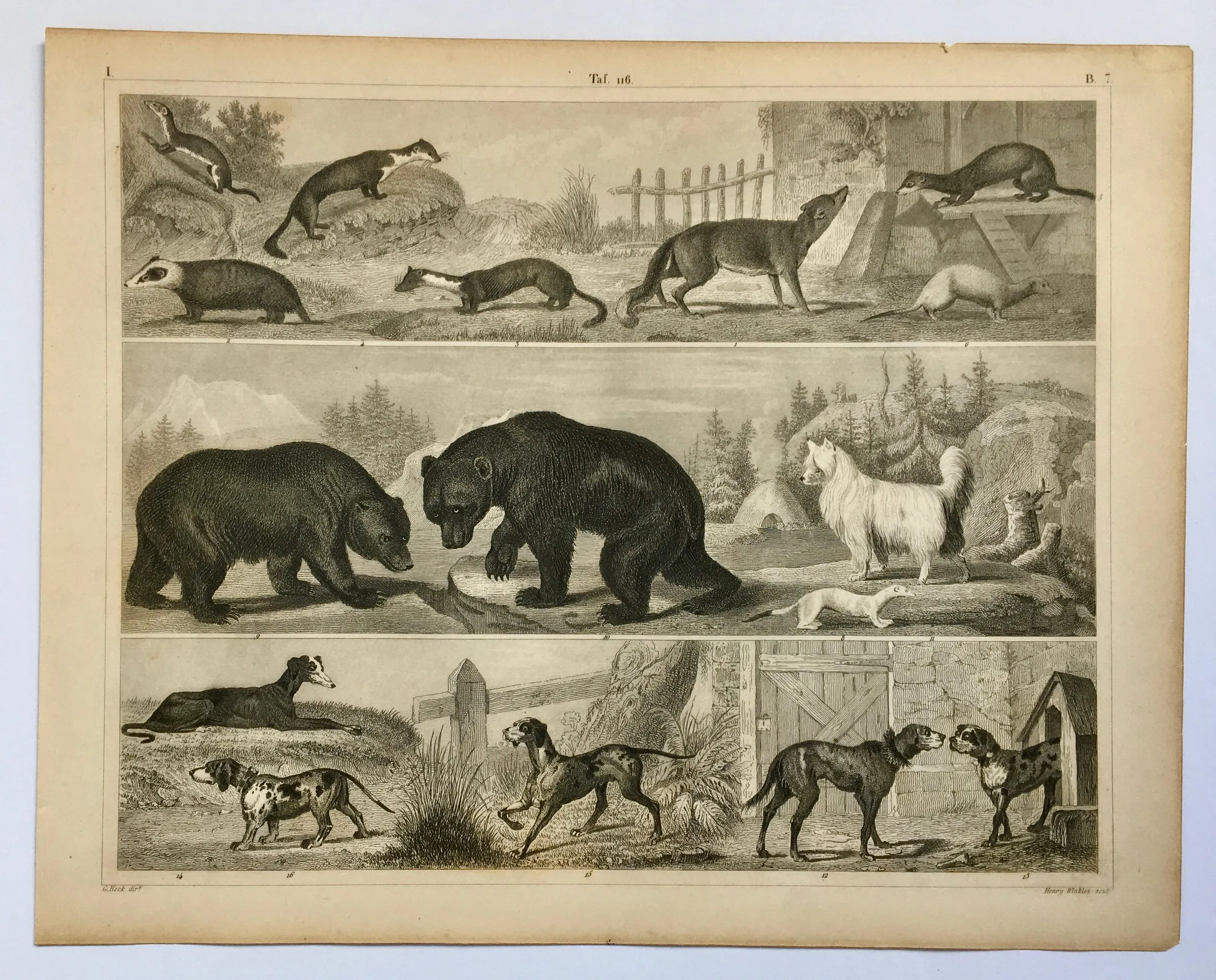 mid-19th-century-bears-dogs-
