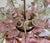 Vintage Mid-Century Italian Murano Style Hand-Painted Pink & Green Glass Floral Flush Mount Chandelier Transform your...