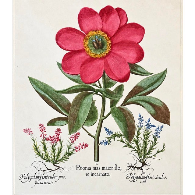 A beautiful vintage reproduction botanical print. Created after the legendary German botanist and apothecary Basilius...