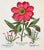 A beautiful vintage reproduction botanical print. Created after the legendary German botanist and apothecary Basilius...