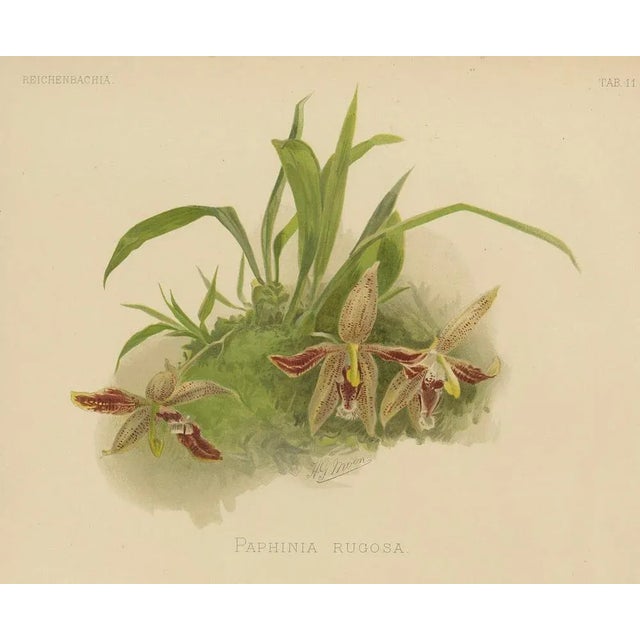 Late 19th Century Victorian Botanical Orchid Print Two Exotic Varieties, 1888, Paper For Sale - Image 5 of 10