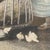 William Hamilton, Children and Chicks, 1800s, Print For Sale - Image 12 of 18