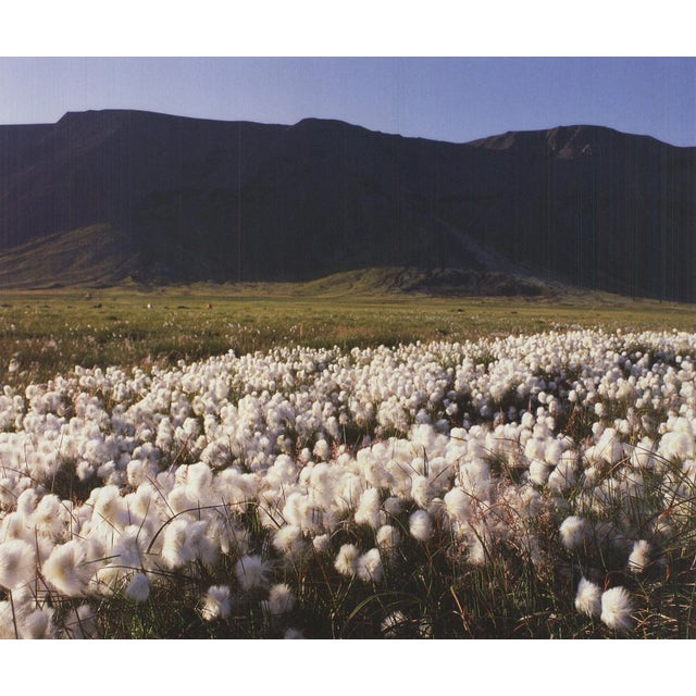 Artist: Archiv Kiedrowski Title: Moor, Iceland Year: 2009 Signed: No Medium: Offset Lithograph Paper Size: 17 x 17.75...