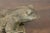 Late 20th Century American Giant Stone Frog with Patina, Originally Used as a Fountain For Sale In Atlanta - Image 6 of 11