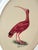 A beautifully hand-painted ibis, created with exquisite attention to detail by our master artists. Painted using high-...