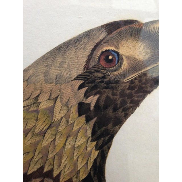 French Eagle of Thebes, Large Hand-Colored Engraving From Napoleon’s Description De L’Égypte For Sale - Image 3 of 10
