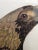 French Eagle of Thebes, Large Hand-Colored Engraving From Napoleon’s Description De L’Égypte For Sale - Image 3 of 10
