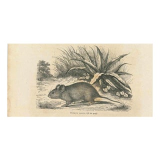 Paul Gervais, The Mouse, 1854, Lithograph For Sale