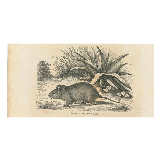 Paul Gervais, The Mouse, 1854, Lithograph For Sale