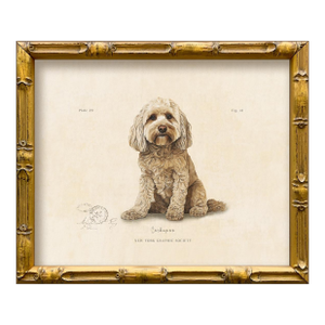 Reproduction Art Print of Vintage "World of Dogs" Illustration (Cockapoo), Framed