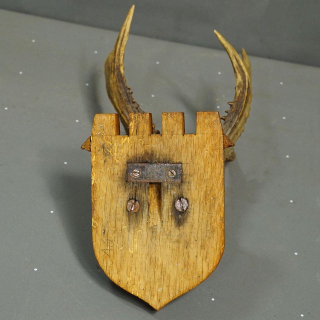 Antique Red Deer Trophy by Philipp Ernst, Prince of Thurn and Taxis, 1933 For Sale - Image 6 of 6