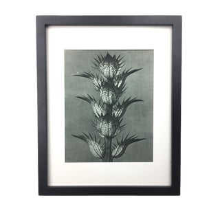 Framed Antique Photogravure Blossfeldt Botanical Print - No. 92 For Sale