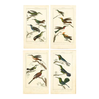 19th-Century Hummingbird Study | Set of 4 Buffon Hand-Colored Antique Bird Prints For Sale
