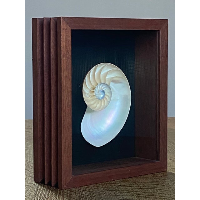 Framed Nautilus Shell For Sale - Image 4 of 15