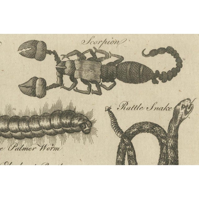 Chart Showing Reptiles and Insects, 18th Century For Sale - Image 3 of 8