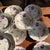 Set of 21 Antique Job Ridgway Cauldon Place Dessert Plates, Pattern B1154, Circa 1808-1814 For Sale - Image 9 of 12
