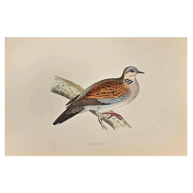 Alexander Francis Lydon, Turtle Dove, Woodcut Print, 1870 For Sale