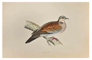 Alexander Francis Lydon, Turtle Dove, Woodcut Print, 1870