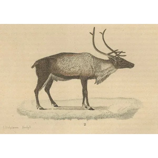 The White-Tailed Deer and the Reindeer, 1845, Paper For Sale - Image 3 of 6