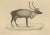 The White-Tailed Deer and the Reindeer, 1845, Paper For Sale - Image 3 of 6